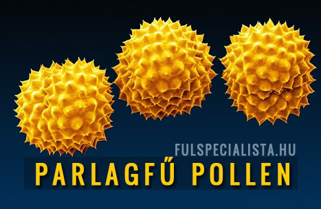 parlagfű pollen, vadkender allergia